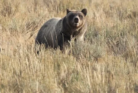 Hiker Attacked by Grizzly in Wilderness Area Flown to Hospital