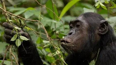 Apes Ingesting a Daily Dose of an Alcoholic Beverage Each Day from Fermented Produce, Research Finds