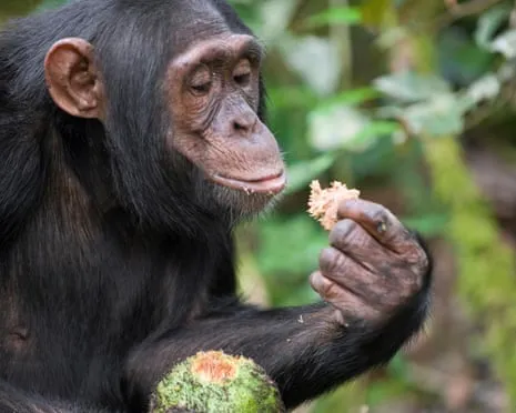 Apes Consume Daily Alcohol Equivalent to a Beer from Ripe Figs